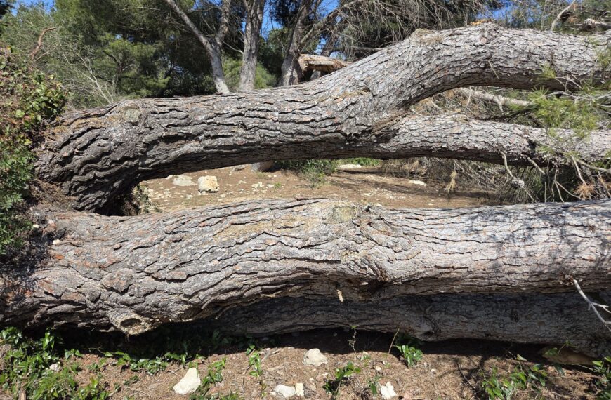 Roots laid bare on the limestone plateau of Leucate